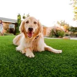 Artificial Pet Grass